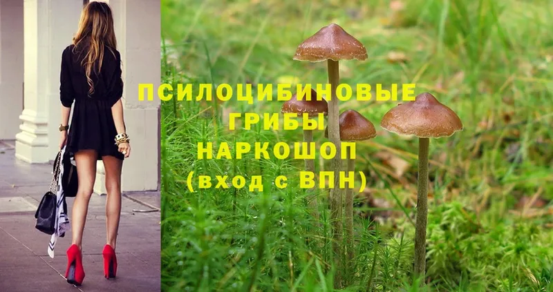 Псилоцибиновые грибы Psilocybe  хочу   Горнозаводск 